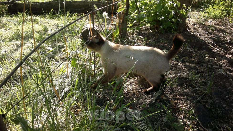 Кошки в Семенове: котик на вязку, 2 000 руб. - фото 1