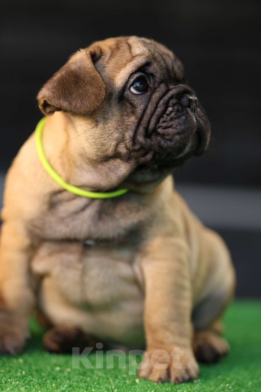 Собаки в Москве: Французский бульдог щенок Мальчик, 50 000 руб. - фото 2