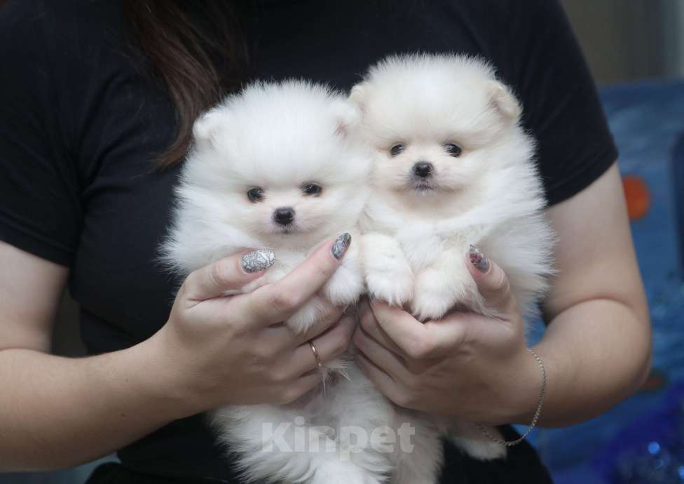 Собаки в Санкт-Петербурге: Померанские мишки девочка и мальчик  Мальчик, Бесплатно - фото 1