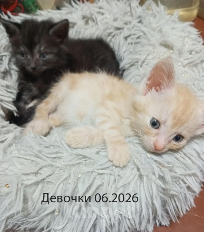Кошки в Москве: Котята в добрые руки Девочка, Бесплатно - фото 1