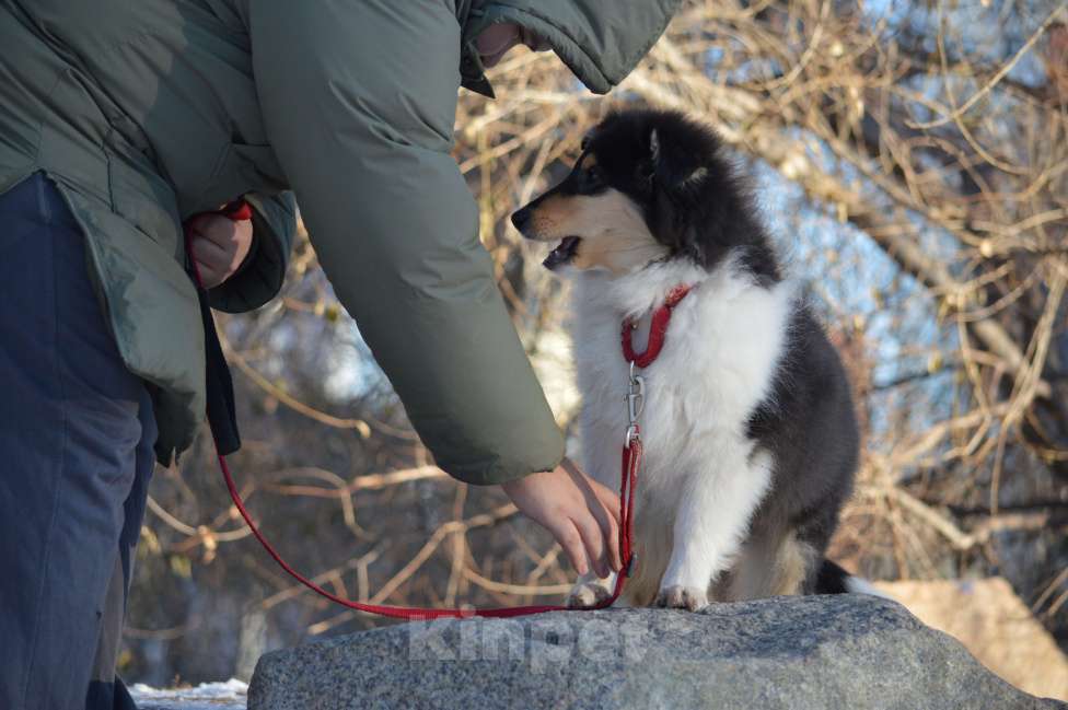 Собаки в Челябинске: Колли триколорного окраса Девочка, Бесплатно - фото 7