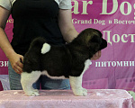 Собаки в Ангарске: Щенки Американской Акиты Девочка, 80 000 руб. - фото 2