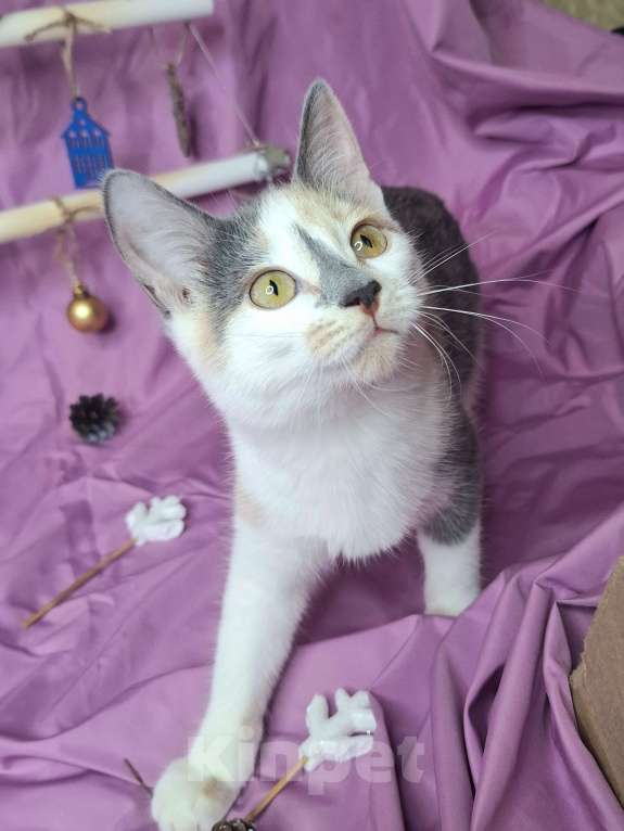Кошки в Москве: Котёнок трехцветого окраса в добрые руки  Девочка, Бесплатно - фото 10