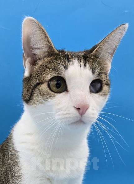 Кошки в Москве: Ласковейшая Юна в добрые руки Девочка, Бесплатно - фото 2