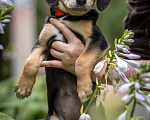Собаки в Москве: 🐶 Бусинка ищет свою семью! 🐶 Девочка, Бесплатно - фото 3