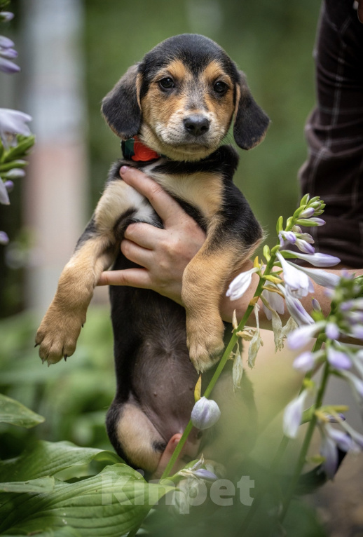 Собаки в Москве: 🐶 Бусинка ищет свою семью! 🐶 Девочка, Бесплатно - фото 3