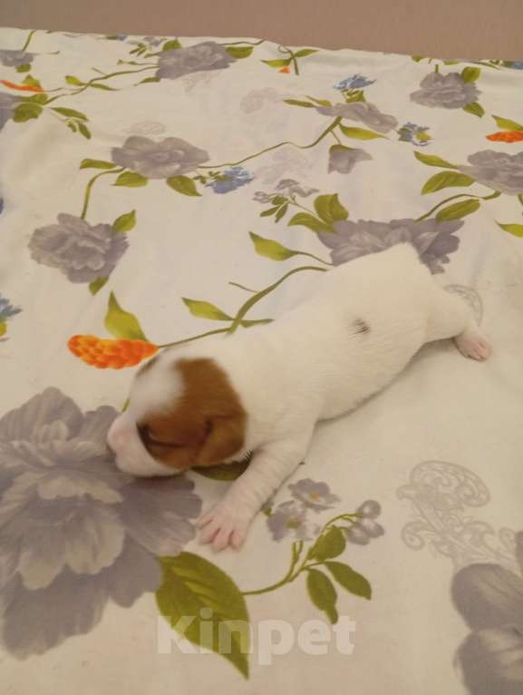 Собаки в Дмитрове: Девочка Девочка, 30 000 руб. - фото 2