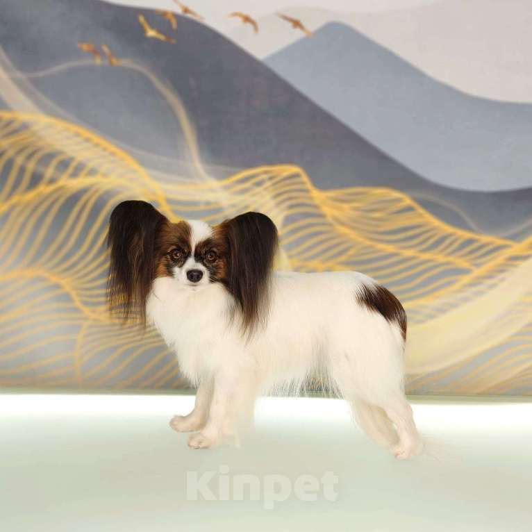 Собаки в Котельнике: щенки папийона (Каспер) Мальчик, Бесплатно - фото 3