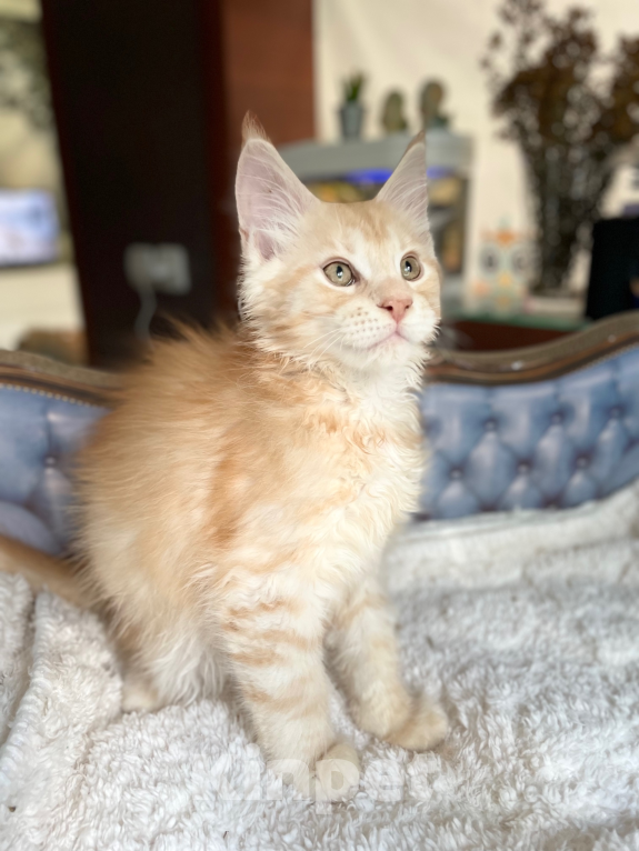 Кошки в Чайковском: Предлагаются к резерву котята породы  Мейн-кун Девочка, 45 000 руб. - фото 5