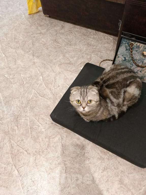 Кошки в Перми: Отдаю бесплатно шотландская вислоухая кошка  Девочка, Бесплатно - фото 4