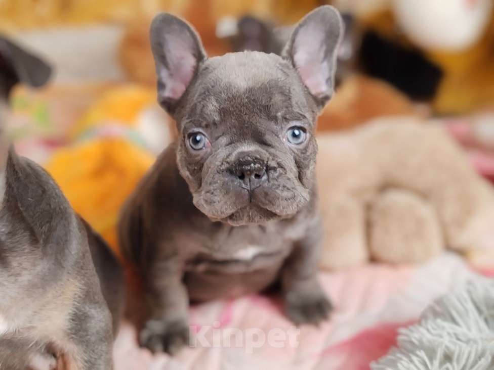 Собаки в Санкт-Петербурге: Шикарный лиловый мальчик  Мальчик, 80 000 руб. - фото 2