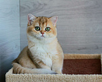 Кошки в Краснодаре: Золотая Британская шиншилла девочка  Девочка, Бесплатно - фото 6