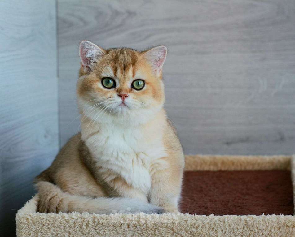 Кошки в Краснодаре: Золотая Британская шиншилла девочка  Девочка, Бесплатно - фото 6
