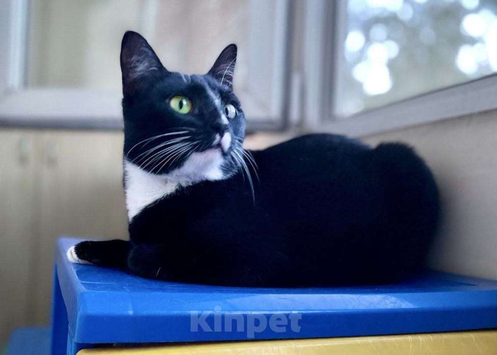 Кошки в Москве: Шарошка, зеленоглазая красавица Девочка, Бесплатно - фото 8