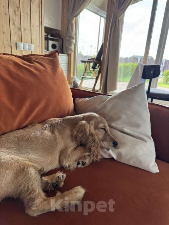 Собаки в Котельнике: Передам любящим хозяевам🫶свою принцессу Девочка, Бесплатно - фото 3