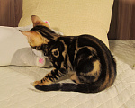 Кошки в Краснодаре: Шёлковая мраморная бенгалочка для души и в разведение Девочка, 15 000 руб. - фото 7