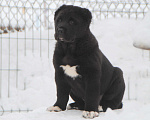 Собаки в Москве: Черный кобель сао Мальчик, Бесплатно - фото 2