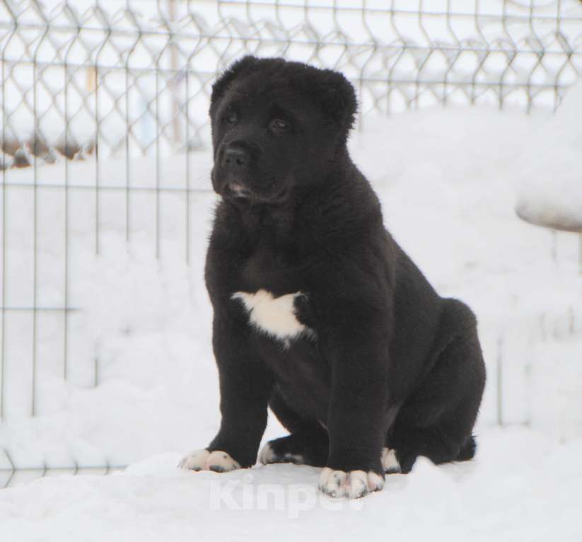 Собаки в Москве: Черный кобель сао Мальчик, Бесплатно - фото 2