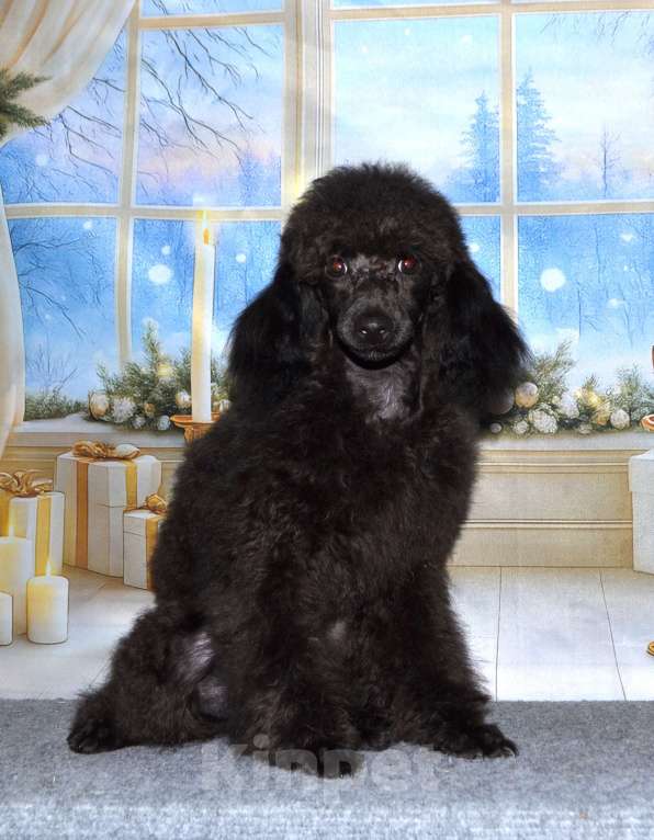 Собаки в Глазове: Ололош и Овечкин, той пудель СКОР Мальчик, 30 000 руб. - фото 2