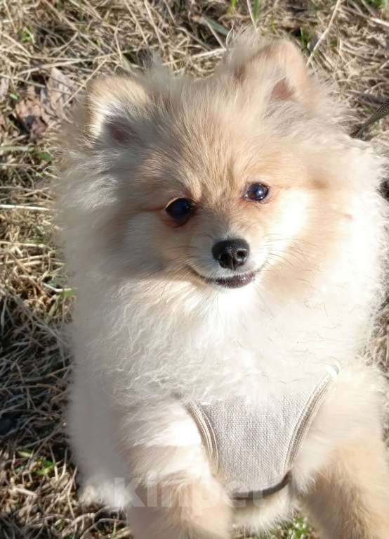 Собаки в Екатеринбурге: Немецкий шпиц малый Мальчик, 45 000 руб. - фото 2