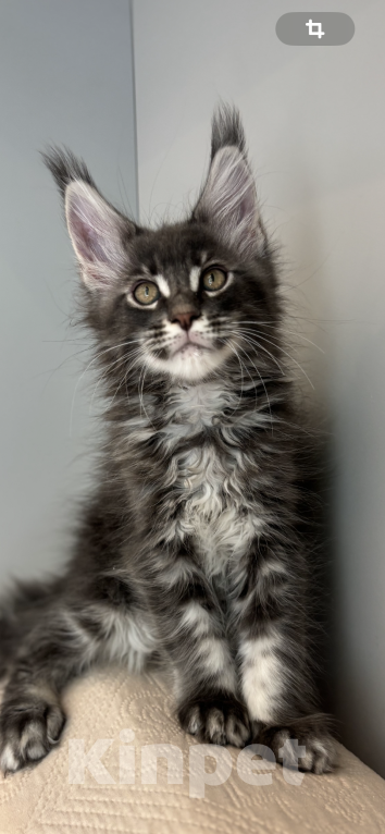 Кошки в Москве: Котик мейн-кун из питомника Status Joy Мальчик, Бесплатно - фото 4