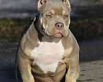Собаки в Москве: Американский булли подрощеный щенок Мальчик, 100 000 руб. - фото 3