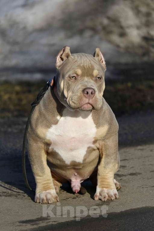 Собаки в Москве: Американский булли подрощеный щенок Мальчик, 100 000 руб. - фото 3