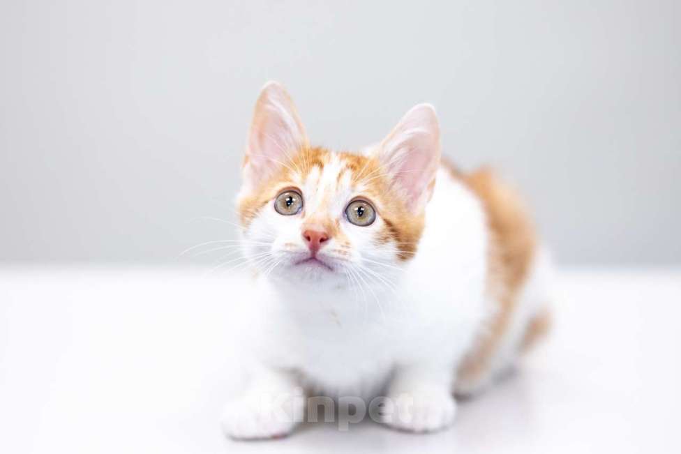 Кошки в Москве: Бернар Мальчик, Бесплатно - фото 3