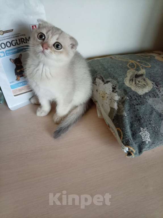 Кошки в Кимовске: Шотландская девочка вислоушка Девочка, 5 000 руб. - фото 2