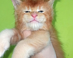 Кошки в Москве: Элитные котята мейн кун  Мальчик, 55 000 руб. - фото 4