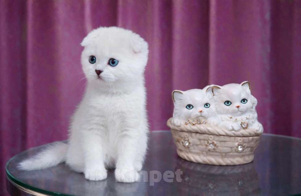 Кошки в Миассе: Девочка скоттиш фолд голубоглазка Девочка, 25 000 руб. - фото 3