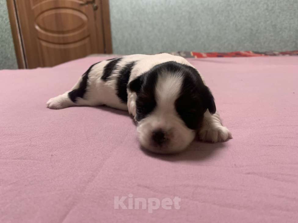 Собаки в Алупке: Щенок Бивер Йоркширский терьер Девочка, Бесплатно - фото 3