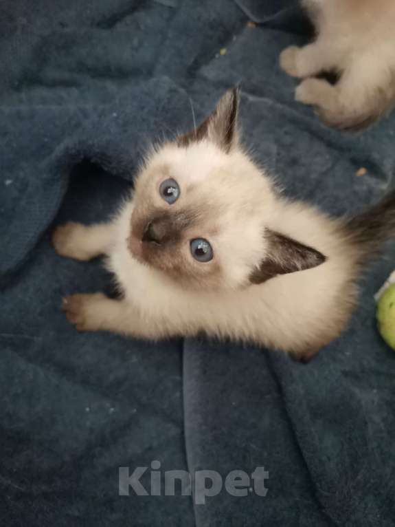 Кошки в Санкт-Петербурге: Тайские котята спб Мальчик, 4 000 руб. - фото 6