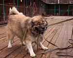Собаки в Видном: Кавказец Кагыр, 3 года Мальчик, Бесплатно - фото 9