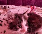 Кошки в Барыше: Котята в добрые руки, Бесплатно - фото 4
