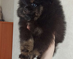 Собаки в Москве: Щенок шпица Мальчик, 45 000 руб. - фото 5