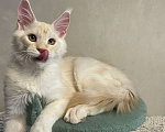 Кошки в Москве: Продается котенок мейн-кун  Мальчик, 35 000 руб. - фото 7