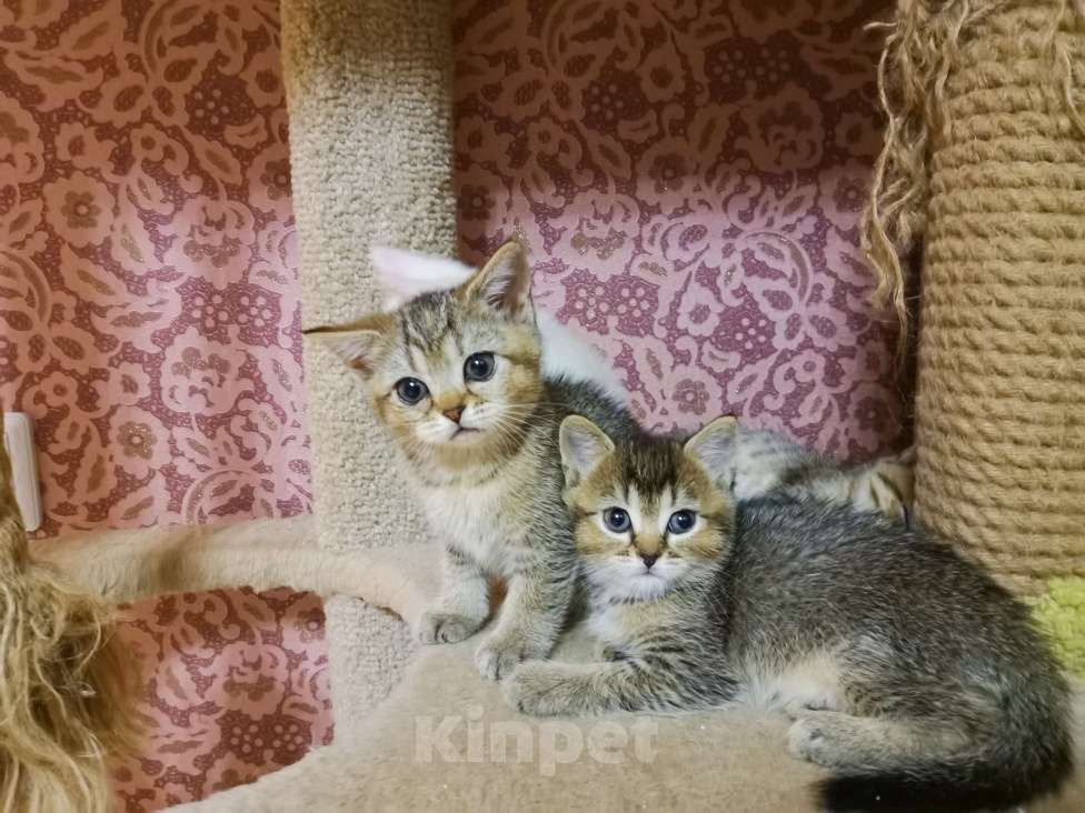Кошки в Москве: Шотландские Чистокровные котята Девочка Мальчик  Девочка, 10 000 руб. - фото 3
