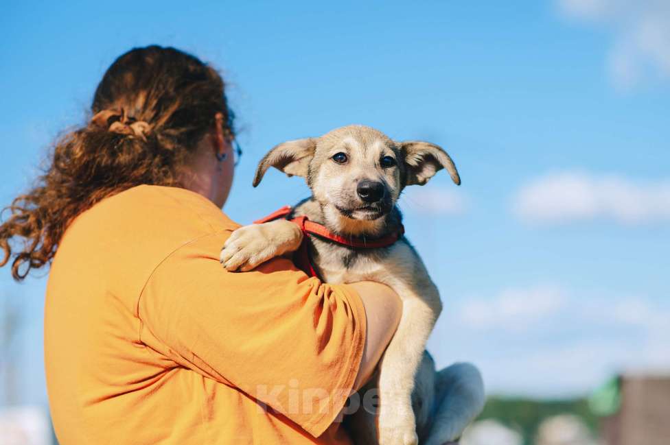 Собаки в Москве: Личи Девочка, Бесплатно - фото 8