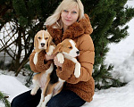 Собаки в Москве: щенки бигля из питомника Линус Юлиус Девочка, 50 000 руб. - фото 1