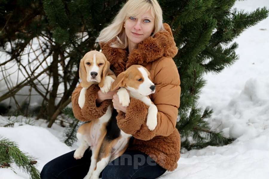 Собаки в Москве: щенки бигля из питомника Линус Юлиус Девочка, 50 000 руб. - фото 1