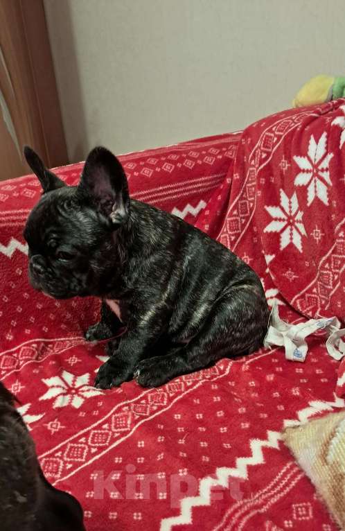 Собаки в Ижевске: Продаётся Мальчик, 50 000 руб. - фото 2