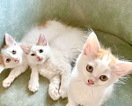 Кошки в Анапе: Продам котенка породы Турецкий Ван Девочка, 15 000 руб. - фото 3