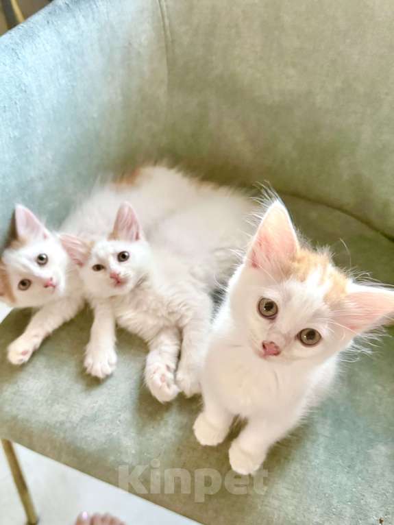 Кошки в Анапе: Продам котенка породы Турецкий Ван Девочка, 15 000 руб. - фото 3