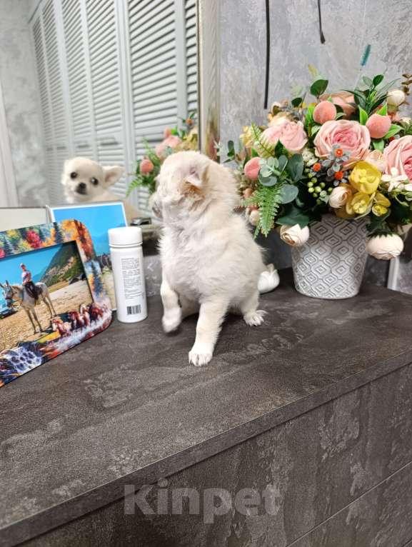 Собаки в Краснодаре: Чихуахуа длинношерстный Мальчик, 25 000 руб. - фото 2