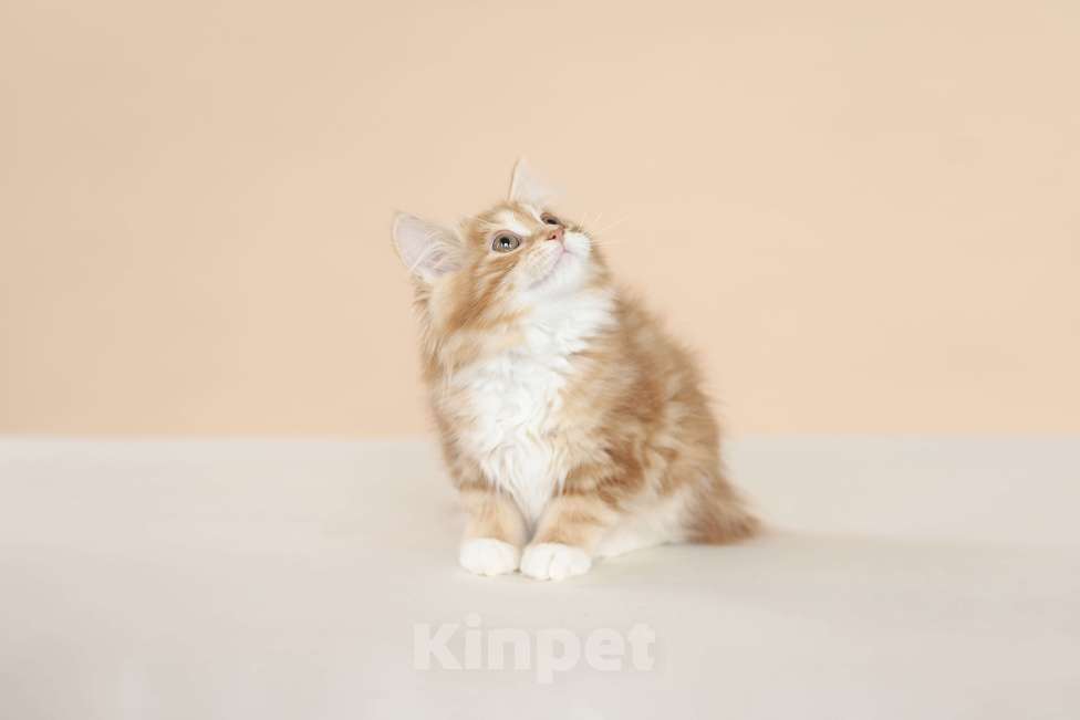 Кошки в Серпухове: Хурма Русские Цветы Курильский Бобтейл Девочка, 45 000 руб. - фото 6