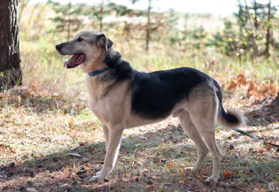 Собаки в Ногинске: Представляете идеального друга? Вот он — Михей! Мальчик, Бесплатно - фото 5