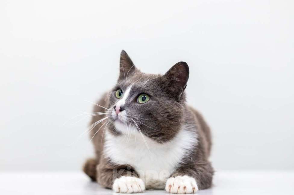 Кошки в Москве: Амур Мальчик, Бесплатно - фото 3