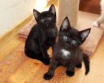 Кошки в Калуге: Малыши-черныши, Марсик и Марсия. Котята в добрые руки. Мальчик, Бесплатно - фото 1