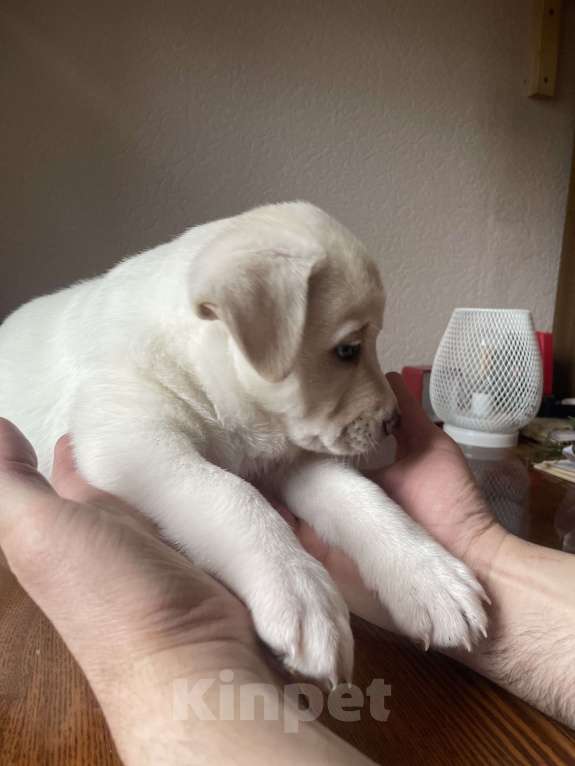 Собаки в Челябинске: Пупс  Мальчик, Бесплатно - фото 2